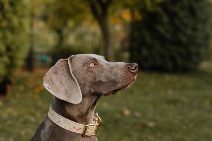 A happy dog wearing a personalized collar in a park, showcasing its unique design and identification features.